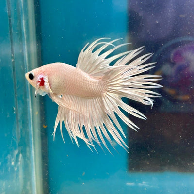 Young White Crowntail Halfmoon A107 - Male Betta