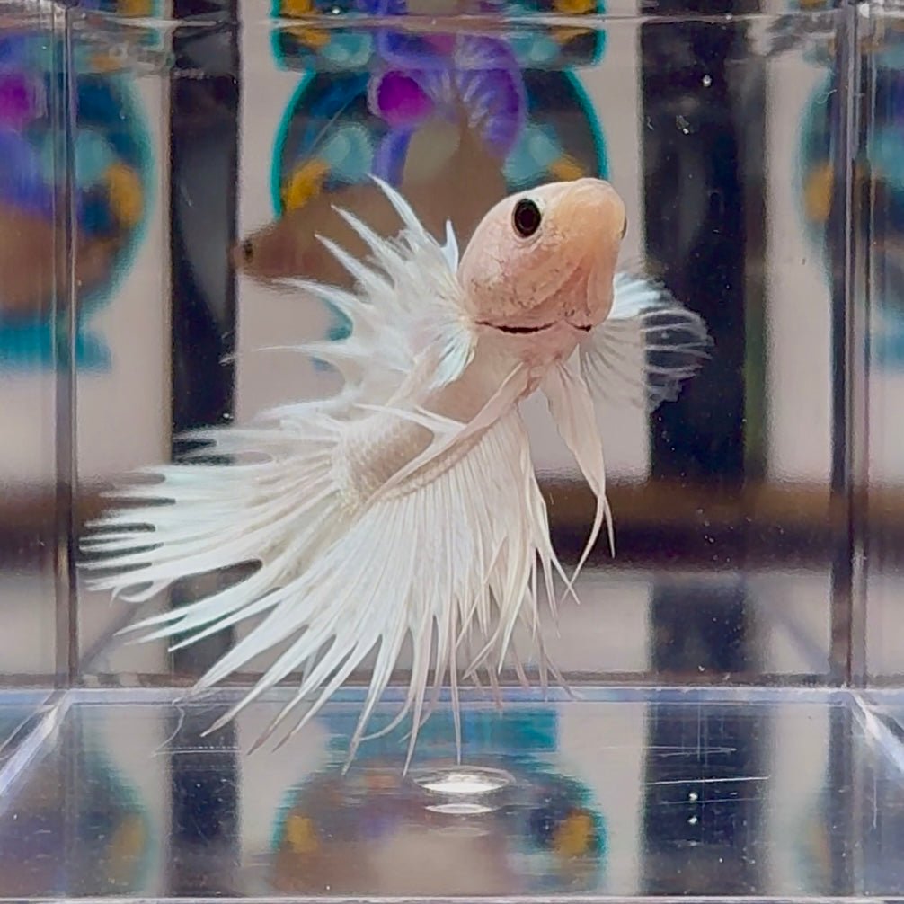 Young White Crowntail Halfmoon A107 - Male Betta