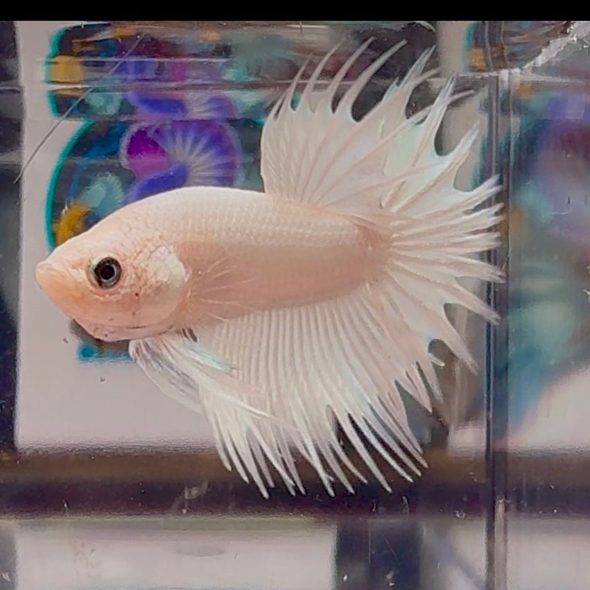 Young White Crowntail Halfmoon A141 - Male Betta