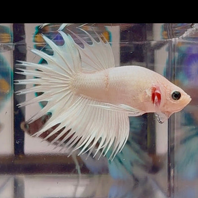 Young White Crowntail Halfmoon A141 - Male Betta