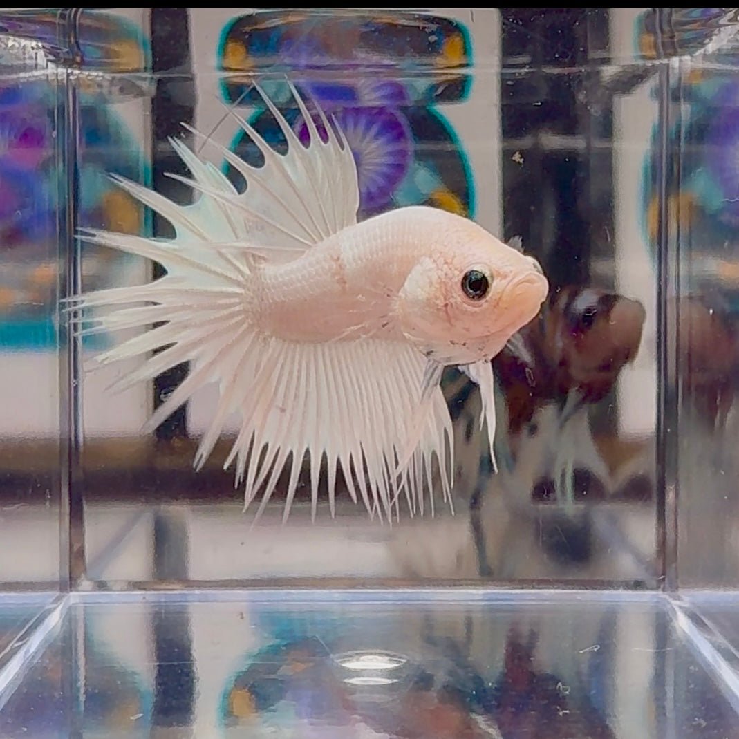 Young White Crowntail Halfmoon A141 - Male Betta