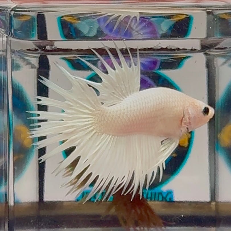 Young White Crowntail Halfmoon A145 - Male Betta