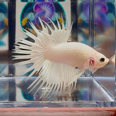 Young White Crowntail Halfmoon A145 - Male Betta