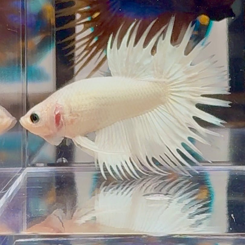 Young White Crowntail Halfmoon A145 - Male Betta
