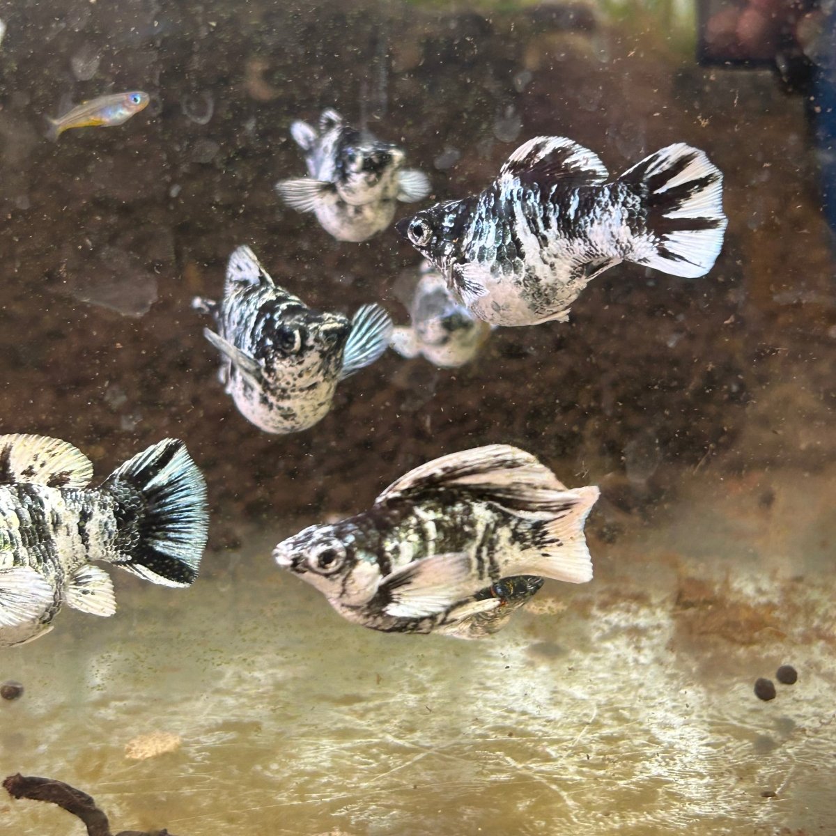 Zebra Round Balloon Molly