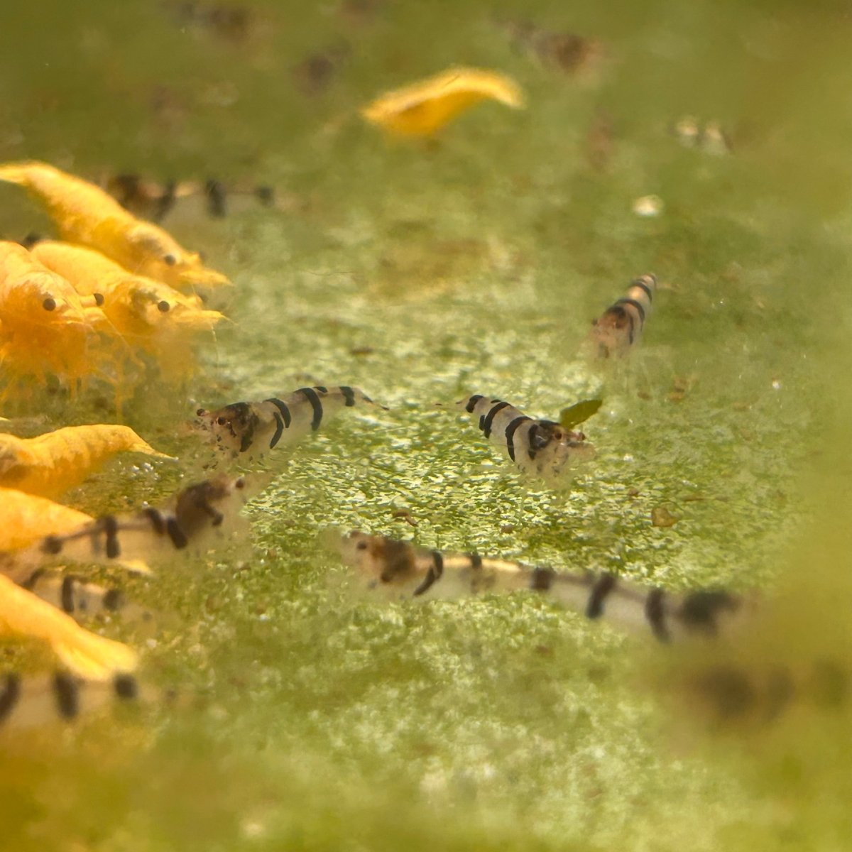 Zebra Shrimp - Good Grade