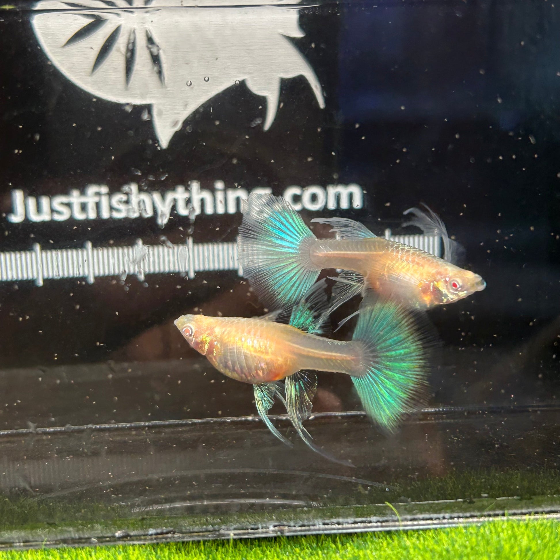 Albino Blue Topaz Guppy