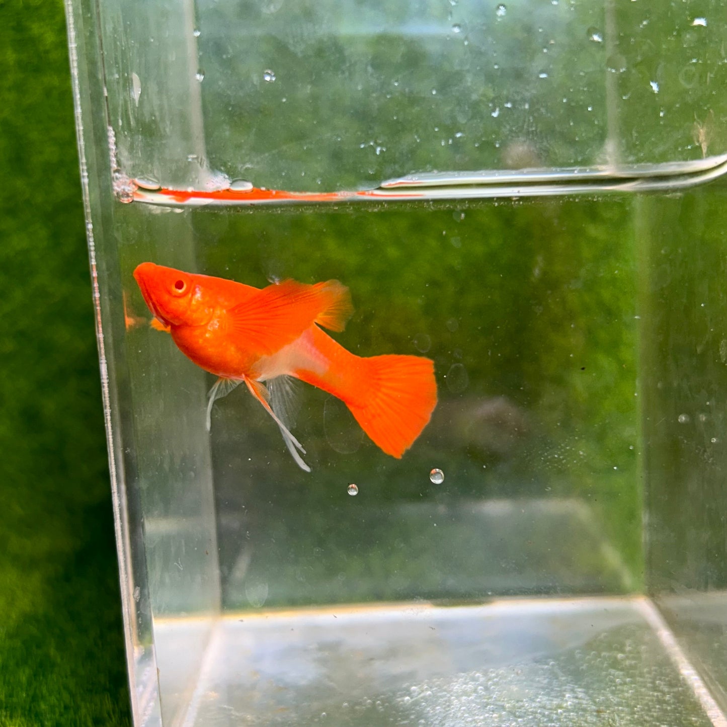 Albino Koi Red Ear Guppy