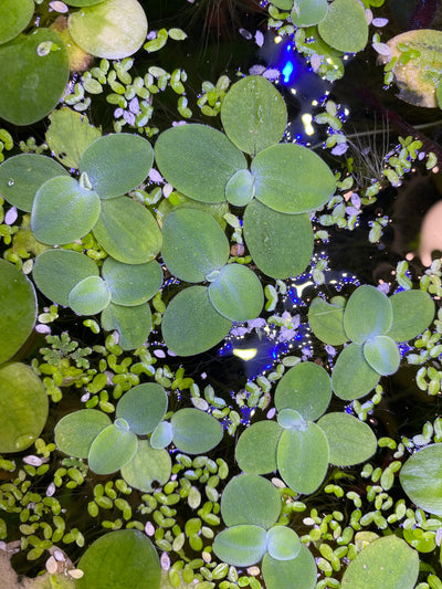 Dwarf Water Lettuce Floaters