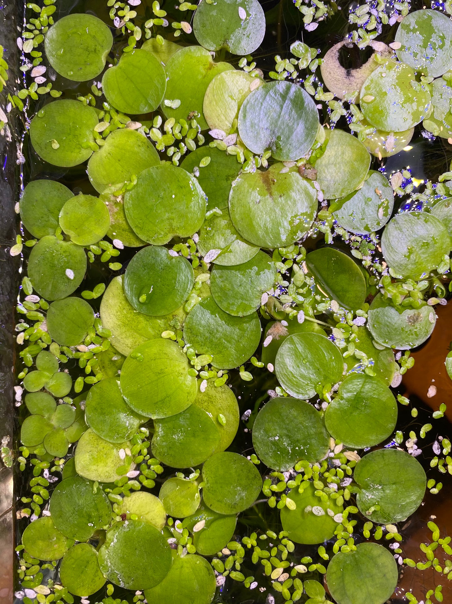 Amazon Frogbit Floaters