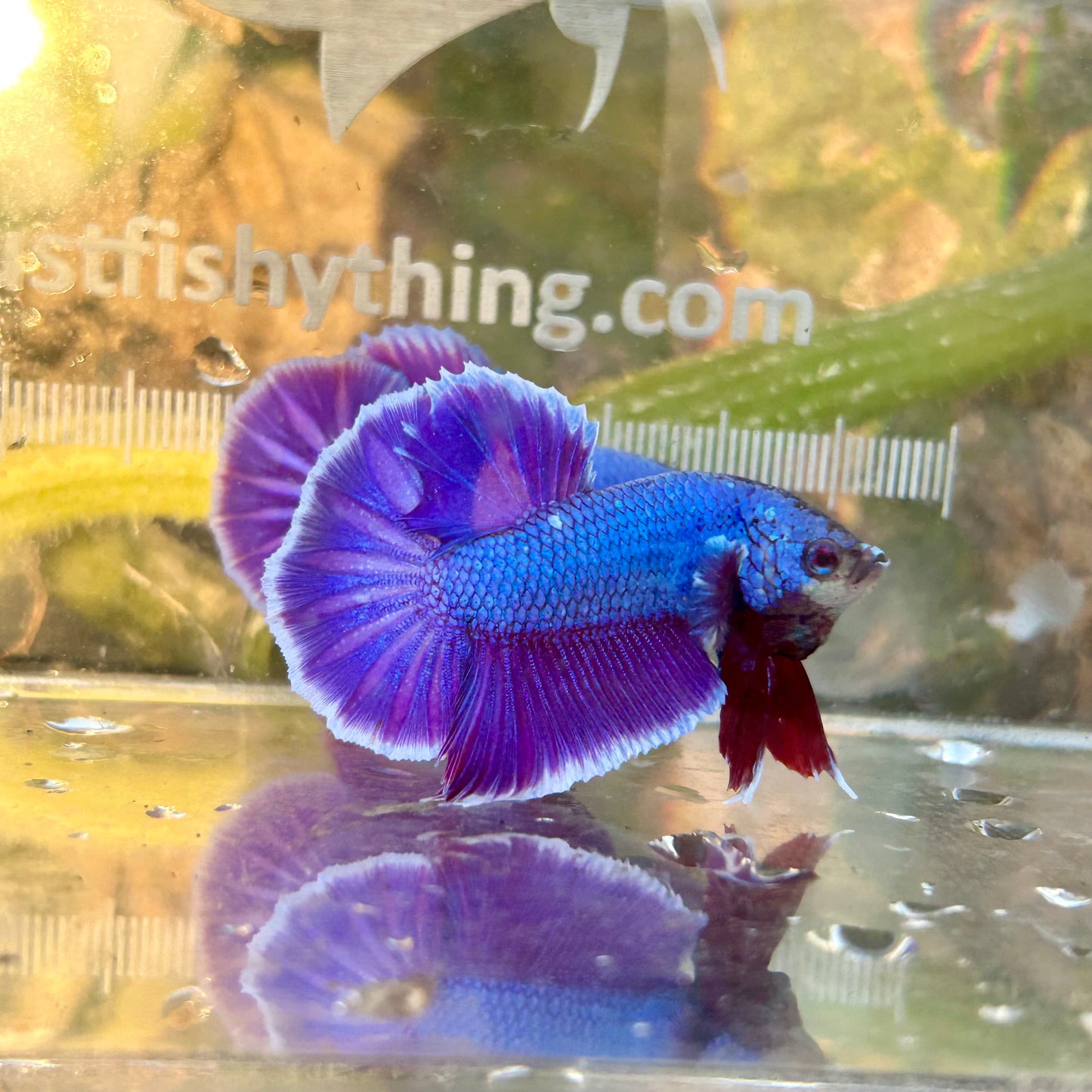 Purple Pink Dragon Plakat - Betta