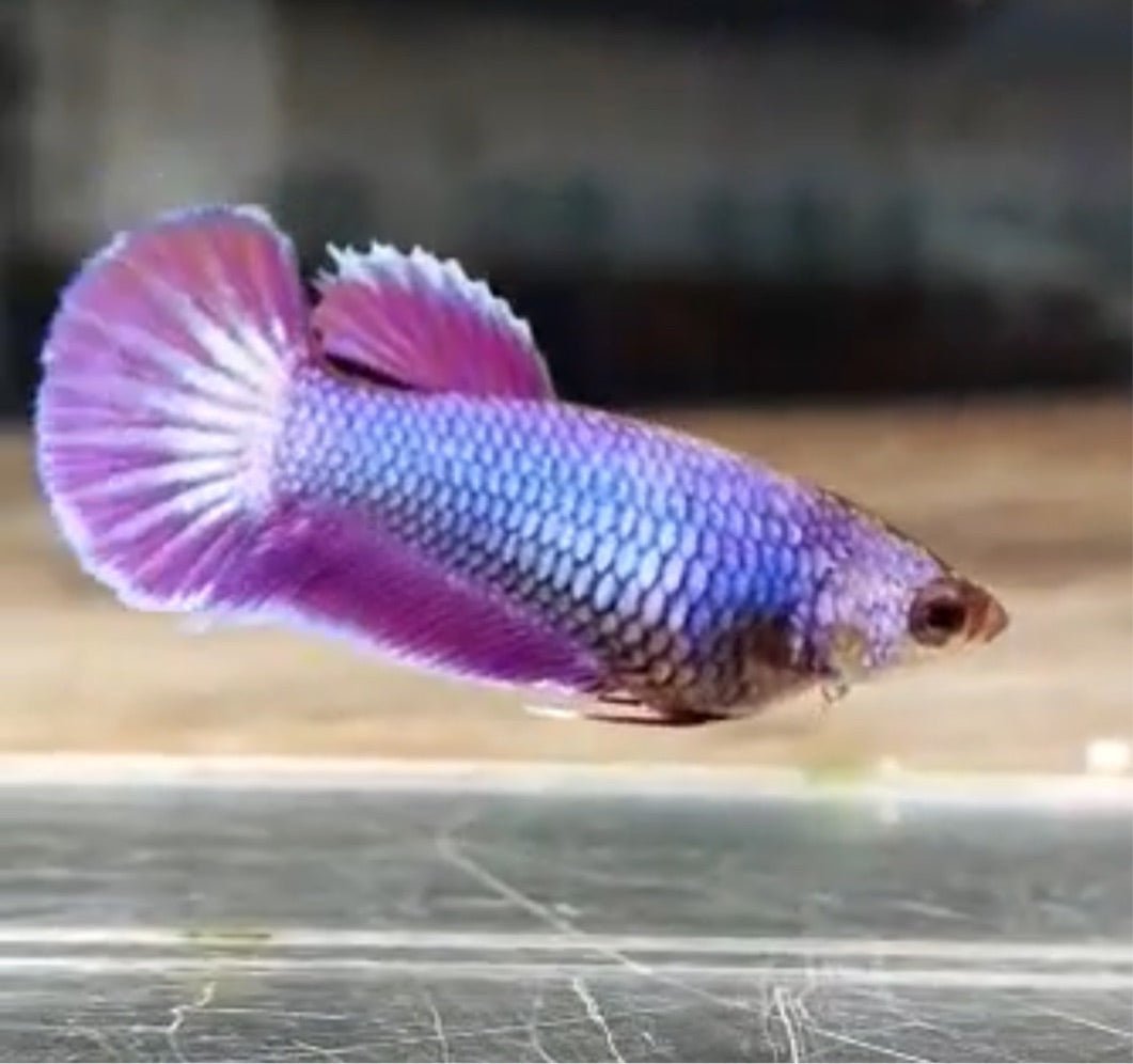 Purple Pink Dragon Plakat - Betta