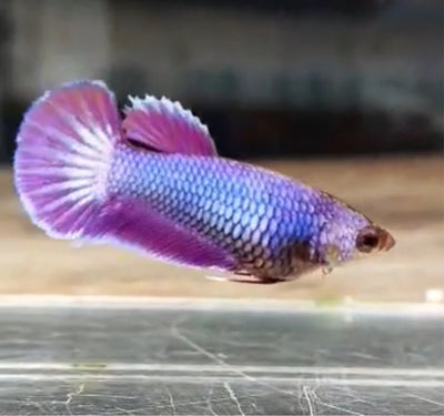Purple Pink Dragon Plakat - Betta