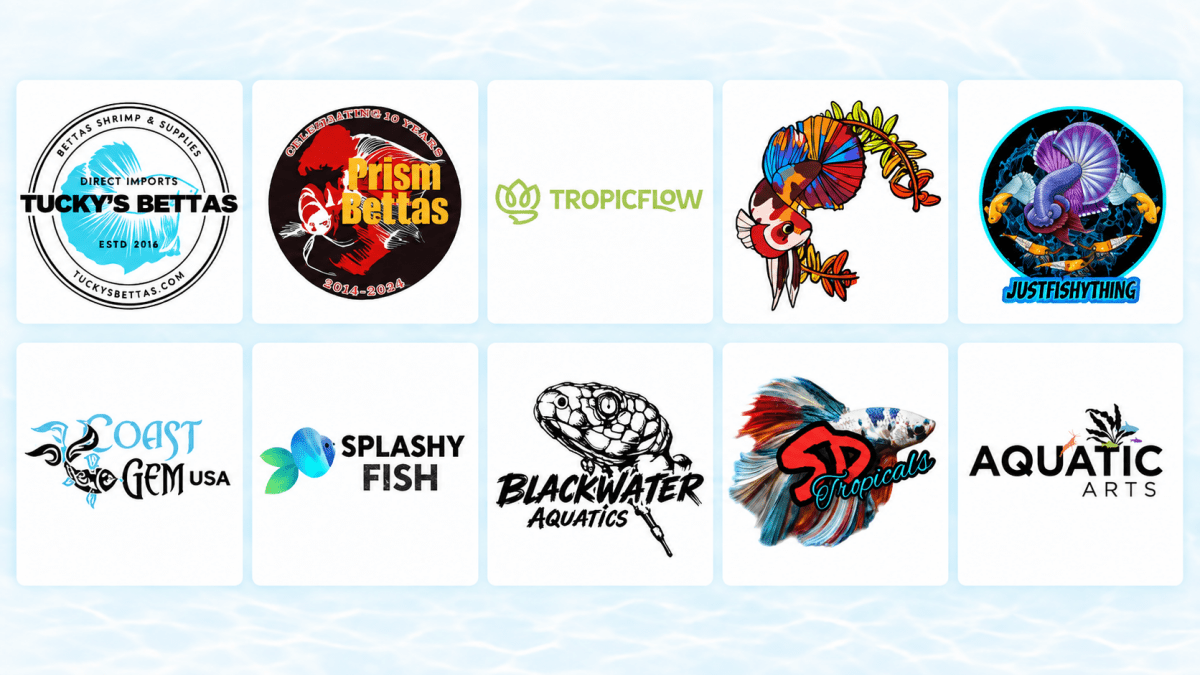 10 Websites to Buy Betta Fish Online in 2026: Selection, Prices & Reviews Compared - JustFishyThing