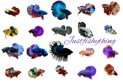 Betta Gallary - JustFishyThing