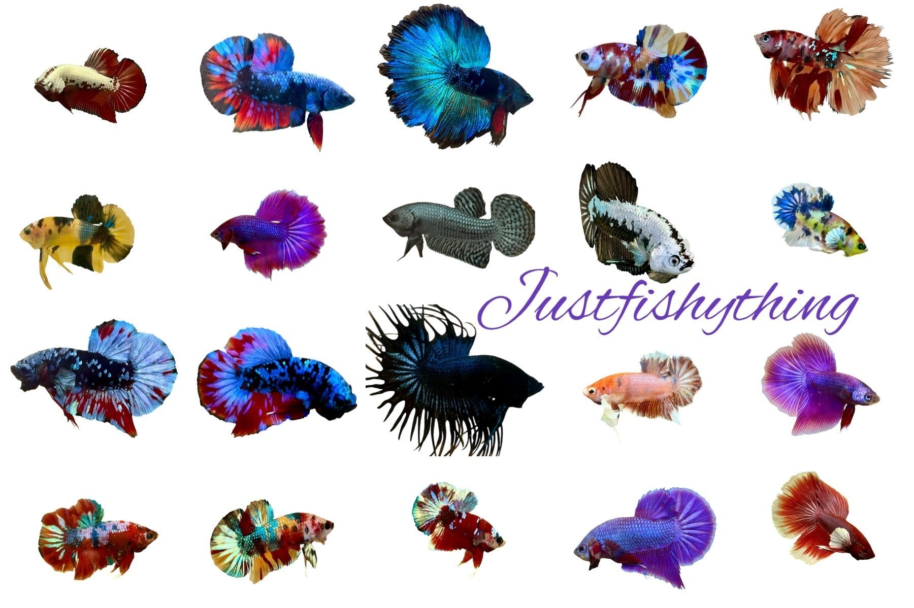 Betta Gallary - JustFishyThing