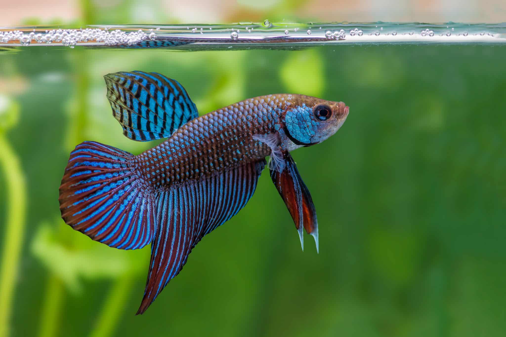 Best show quality bettas for sale online in U.S. JustFishyThing