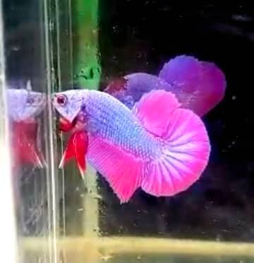 Breeding Pair Betta monthly Giveaway - JustFishyThing