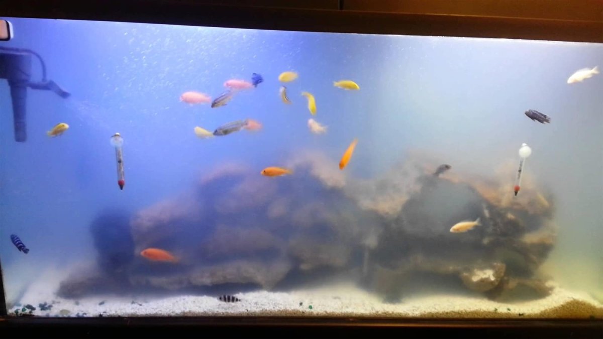 Causes and solutions when the aquarium is cloudy - JustFishyThing