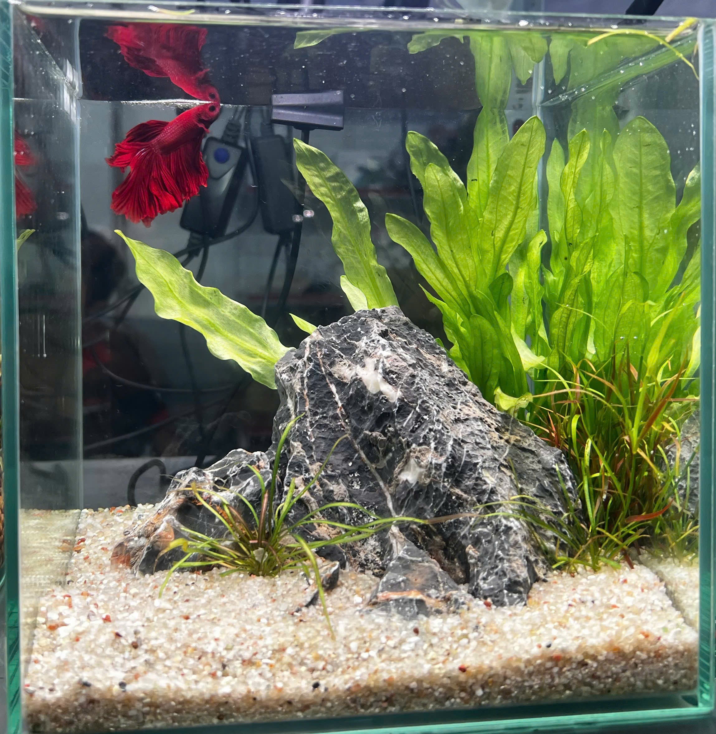 How to set up a Betta tank