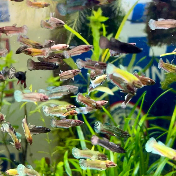 How to tell if a Betta fish is old or young?