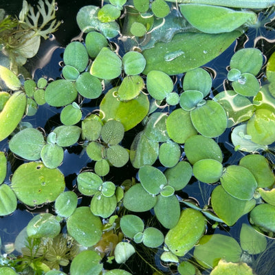 Aquatic plant varieties suitable for a shrimp tank.