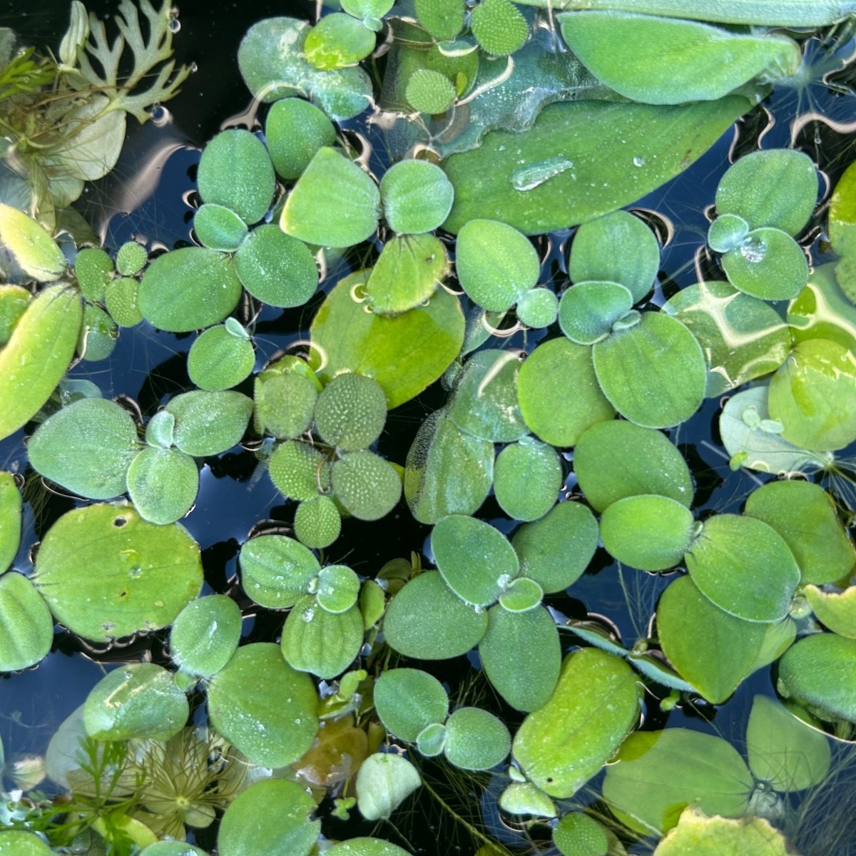 Aquatic plant varieties suitable for a shrimp tank.