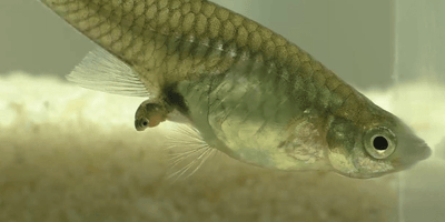 Environment for fish to give birth - JustFishyThing