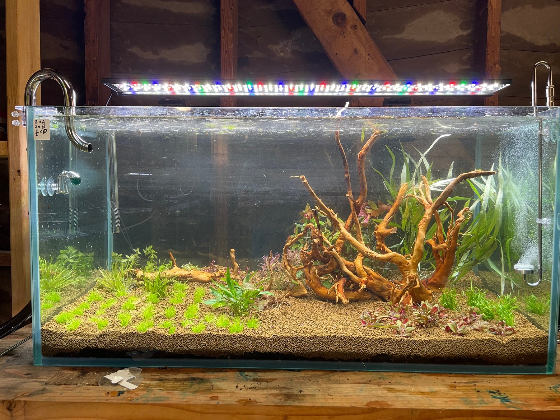 Guide and Care for Betta Fishes - JustFishyThing