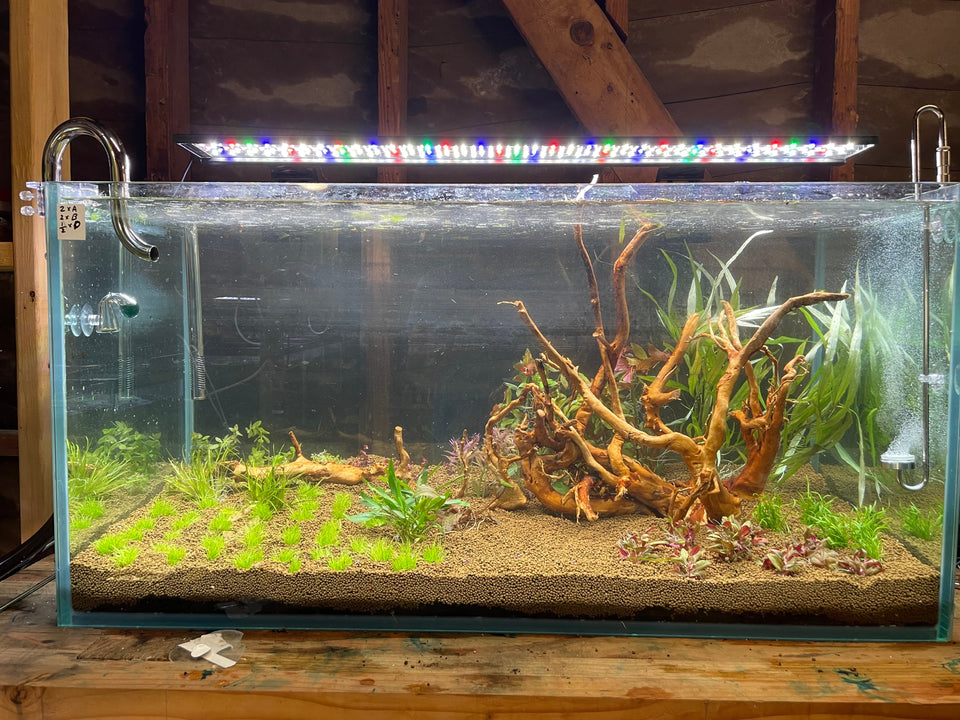 Guide and Care for Betta Fishes - JustFishyThing