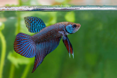 How bettas are represented in different cultures - JustFishyThing