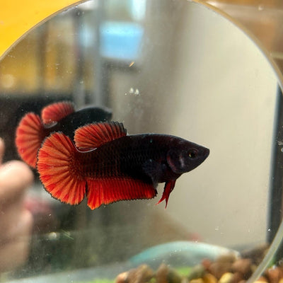 How to breed Betta fish? - JustFishyThing