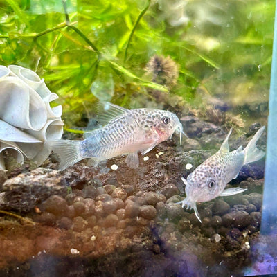 How to raise Cory catfish - Corydora properly - JustFishyThing