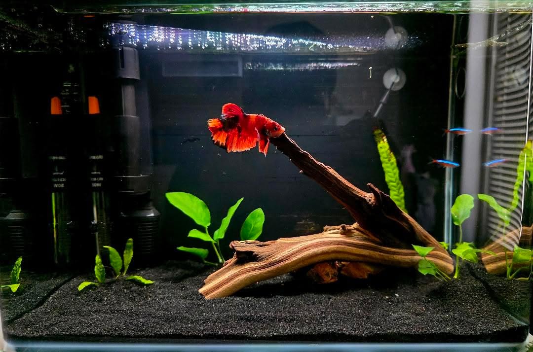 How to Set Up the Perfect Betta Fish Tank at Home - JustFishyThing