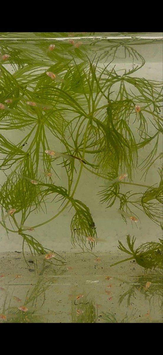 How to take care a guppy fry - JustFishyThing