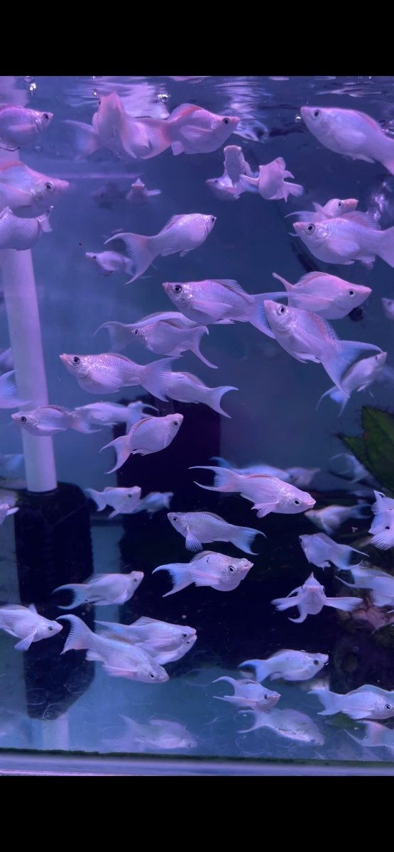 How to take care Molly fish - JustFishyThing