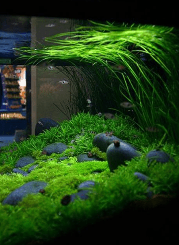 Microorganisms in Aquariums - JustFishyThing