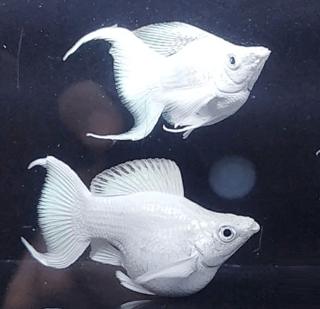 Molly Fish Diseases & Their Treatments - JustFishyThing
