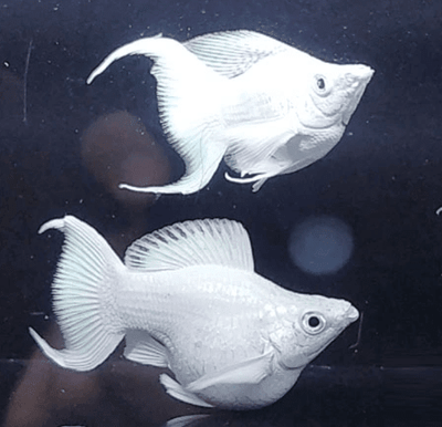 Molly Fish Diseases & Their Treatments - JustFishyThing