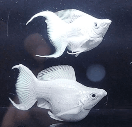 Molly Fish Diseases & Their Treatments - JustFishyThing