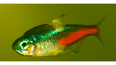 Symptoms of Neon Tetra Disease (NTD)