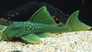 Pleco, destroy algae! - JustFishyThing