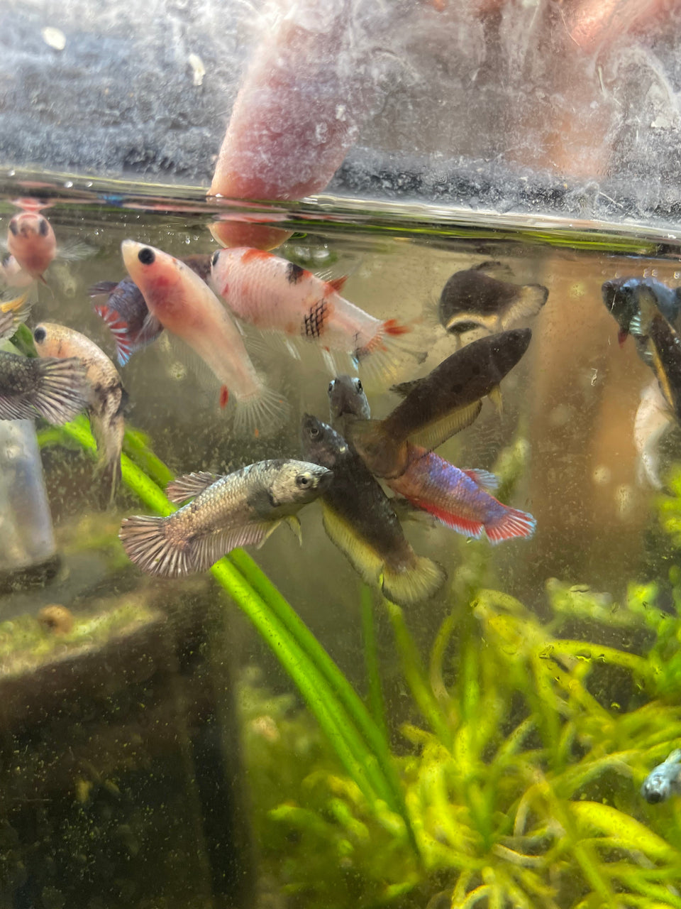 Rasing Betta Frys - JustFishyThing