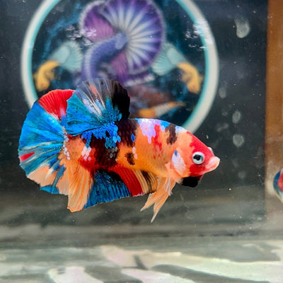 Reasons why Betta fish die and how to prevent it - JustFishyThing
