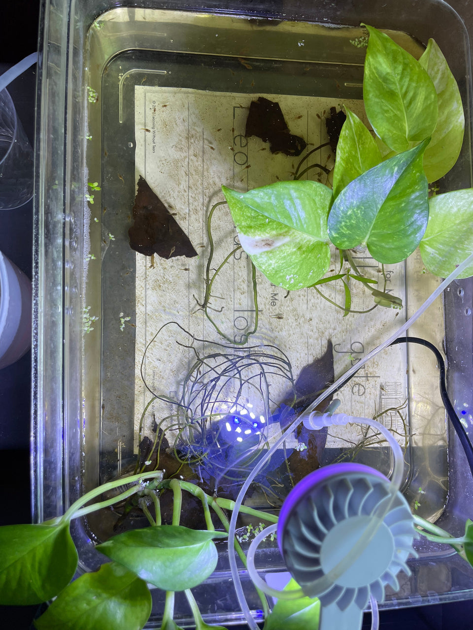 Selling Betta for Profit? - JustFishyThing