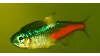 Symptoms of Neon Tetra Disease (NTD) - JustFishyThing
