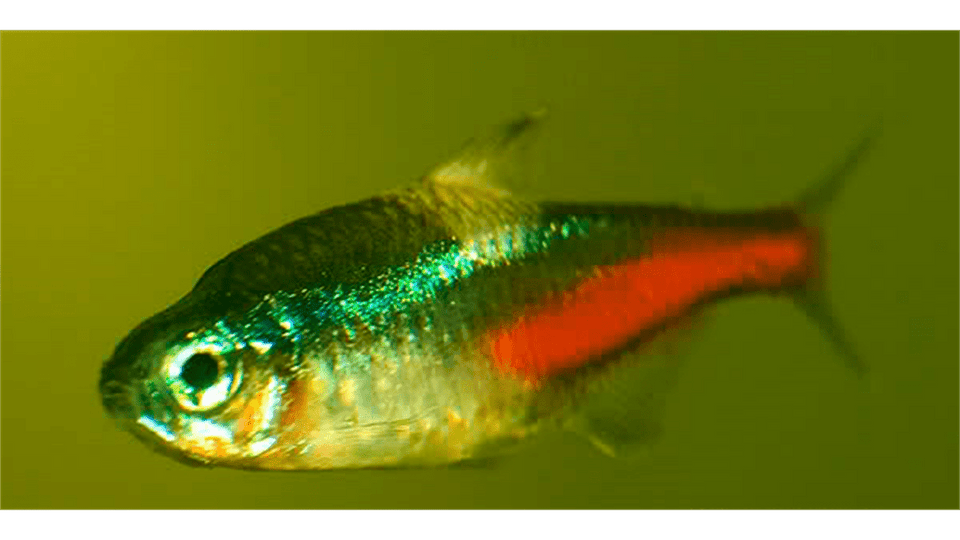 Symptoms of Neon Tetra Disease (NTD) - JustFishyThing