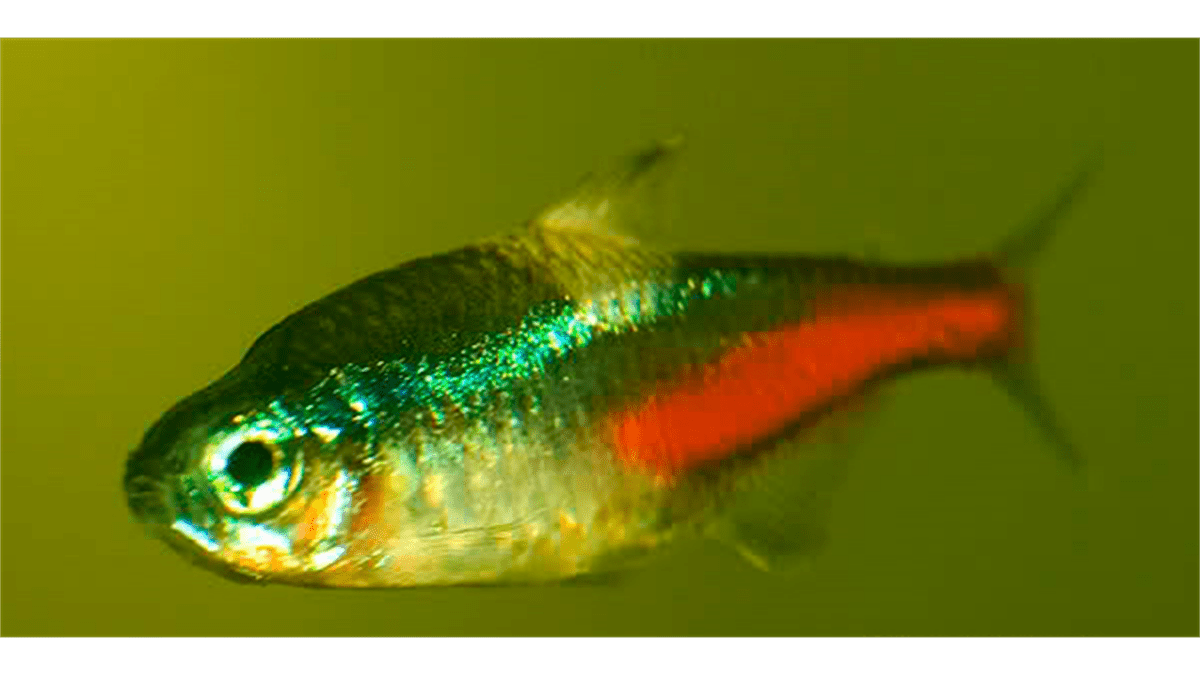 Symptoms of Neon Tetra Disease (NTD) - JustFishyThing