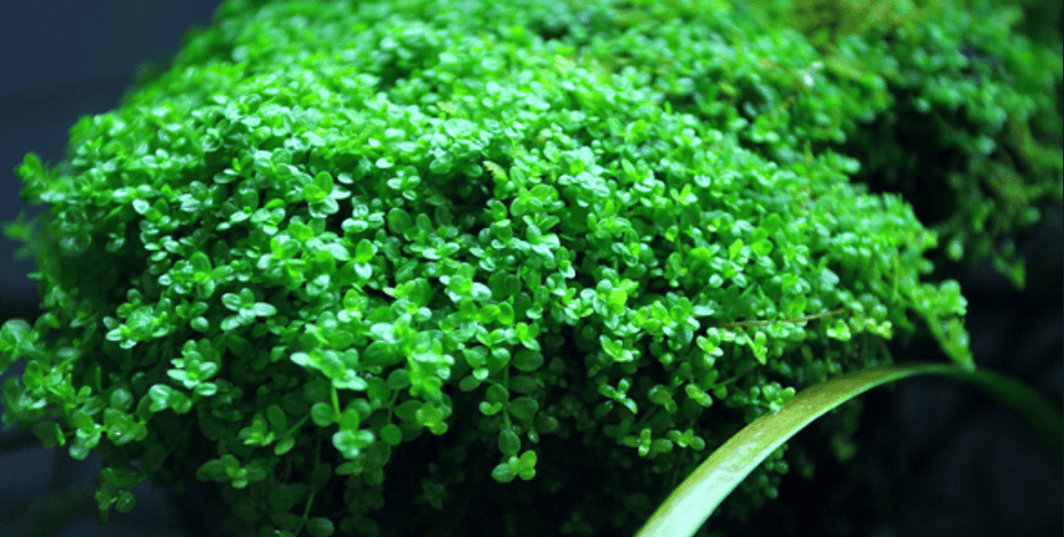 THE MOST BEAUTIFUL AND EASY TO GROW AQUATIC PLANTS IN AQUARIUM - JustFishyThing