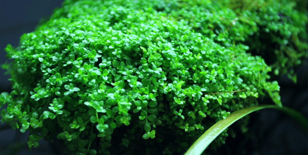 THE MOST BEAUTIFUL AND EASY TO GROW AQUATIC PLANTS IN AQUARIUM - JustFishyThing